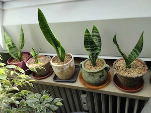 sehr schöne Grünpflanzen aus Leonie's Pflanzen Oase