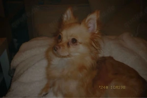 pom chi mix hündin zu verkaufen