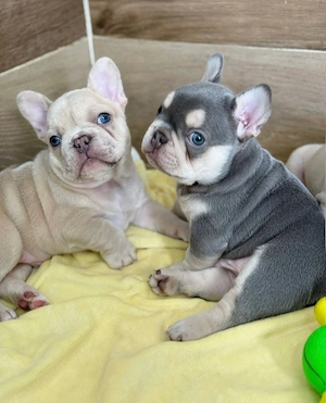 Extrem süß Französische Bulldoggen Welpen