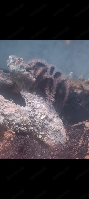 Tliltocatl albopilosus 0.1