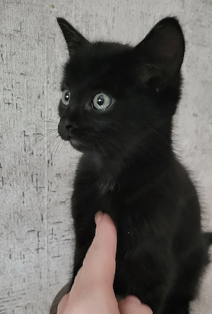 Hübsches kleines Bkh Bengal Mix Katzenmädchen 