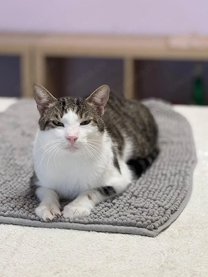 Franci - Kuschelkater sucht harmonisches Zuhause 