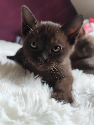 Burma Reinrassige Jung