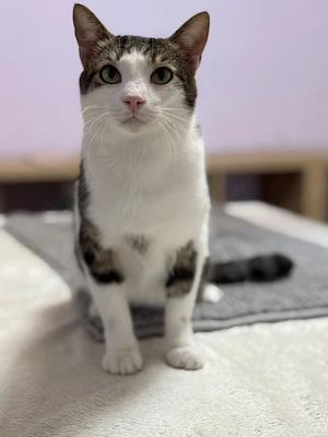 Franci Kuschelkater sucht harmonisches Zuhause 