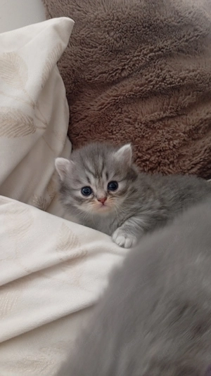 BKH KITTEN mädchen und junge