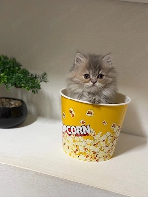 Graues Perser-Kitten sucht ein liebevolles Zuhause