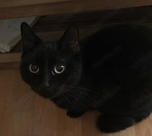 Britisch Kurzhaar kitten