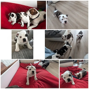 3 junge Männer old english Bulldoggen suchen ein neues Zuhause 