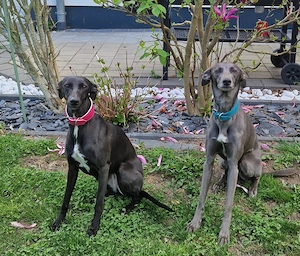 Whippet-Mädchen & Lurcher-Freundin suchen ein neues Glück