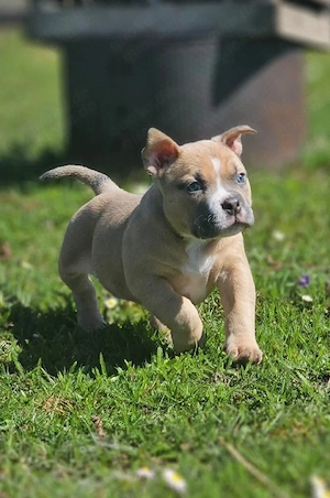Erstklassige American Pocket Bully Welpen Abgabebereit