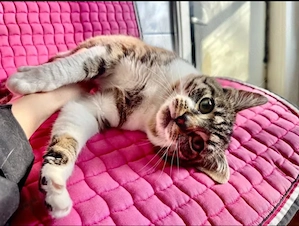 Lukas - Freundlicher Kater sucht Kuschelfamilie