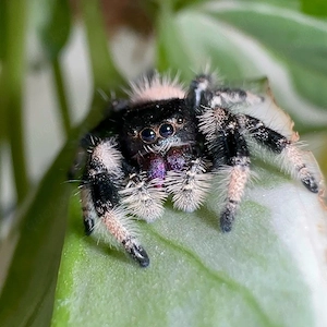 Springspinnen Phidippus regius Nord Florida Babies abzugeben 