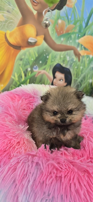 Pomeranian Welpen  Bild 2