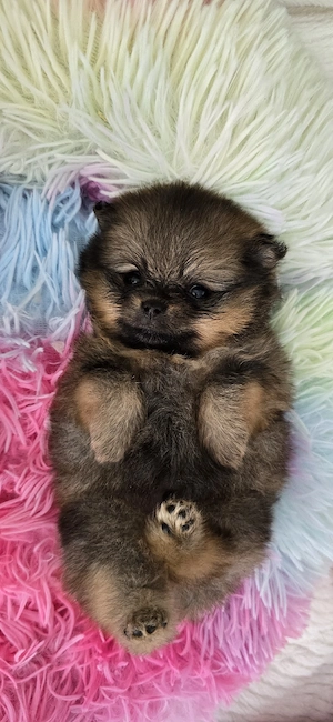 Pomeranian Welpen  Bild 5