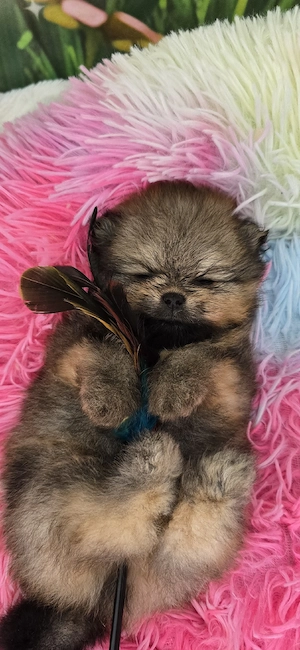 Pomeranian Welpen  Bild 4