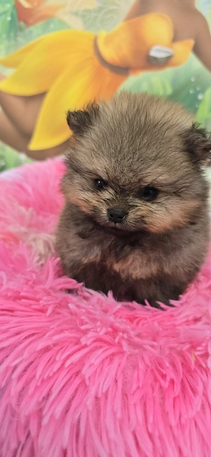 Pomeranian Welpen  Bild 3