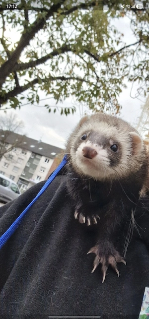 verkaufe hier mit ein hübschens frettchen 