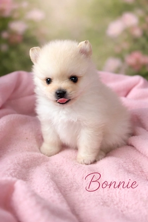 Reinrassige Zwergspitz