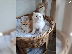 Wunderschöne reinrassige BKH Kitten suchen ein liebevolles Zuhause 