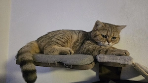 Eine Liebe BKH katze sucht eine Familie.  Bild 2