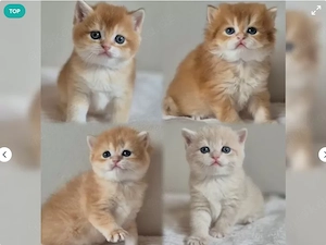 Wunderschöne reinrassige BKH Kitten suchen ein liebevolles Zuhause 