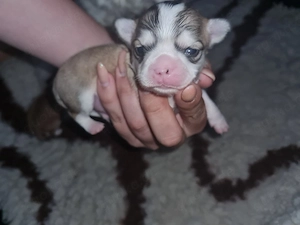 Chihuahua Welpe 