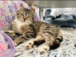 Poppy Verspieltes Tigermädel sucht spannende Familie