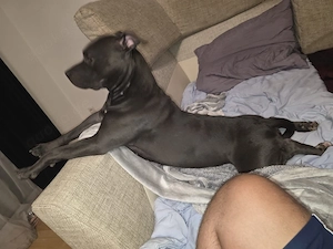 Hundewelpen Mischlinge 