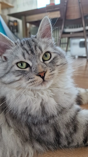 Sibirische Waldkatze, prachtvoller Kater sucht ein zuhause für immer