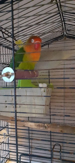 Rosenköpfchen und Wellensitich abzugeben 