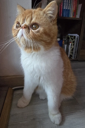 Exotic Shorthair Deckkater red tabby spotted white Stammbaum 