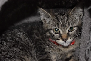 Maine coon x Savannah Mix Kitten suchen ein neues Zuhause 