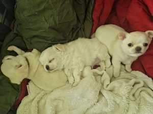 Süsse  chihuahua  welpen 