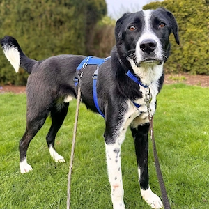 Taco - ist fröhlich&offen 