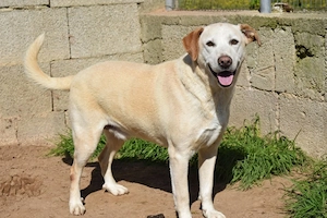 der liebe Mike sucht sein Zuhause