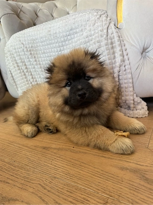 mini chow chow weibchen 