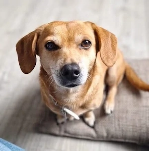 Luna - kluger Sturkopf 