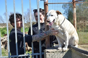 der liebe Mike sucht sein Zuhause Bild 5