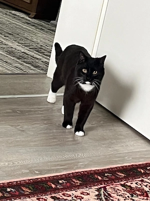     Süßer Britisch Kurzhaar Mix, 11 Monate, Wohnungskatze