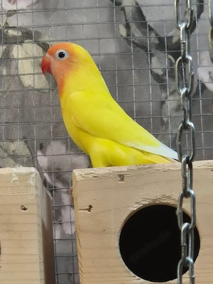 Agapornis nigrigenis - Rußköpfchen -Unzertrennliche - Lovebird