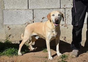 Azzurro sucht sein Zuhause