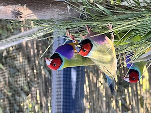 Junge, ausgefärbte Gouldamadinen, Prachtfinken