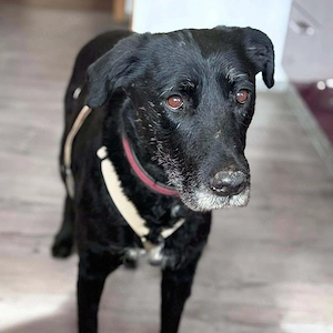 Alva - wurde ausgesetzt 