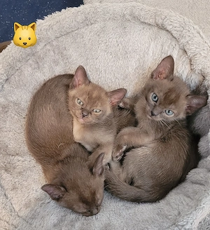 Burma Kitten reinrassig   liebevoll aufgezogen, ab Juni abzugeben Bild 8