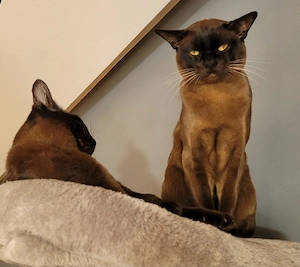 Burma Kitten reinrassig   liebevoll aufgezogen, ab Juni abzugeben Bild 3