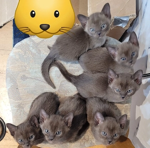 Burma Kitten reinrassig   liebevoll aufgezogen, ab Juni abzugeben Bild 5