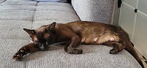 Burma Kitten reinrassig   liebevoll aufgezogen, ab Juni abzugeben Bild 2