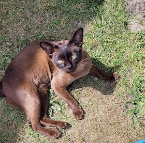 Burma Kitten reinrassig   liebevoll aufgezogen, ab Juni abzugeben Bild 7