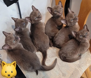 Burma Kitten reinrassig   liebevoll aufgezogen, ab Juni abzugeben Bild 4