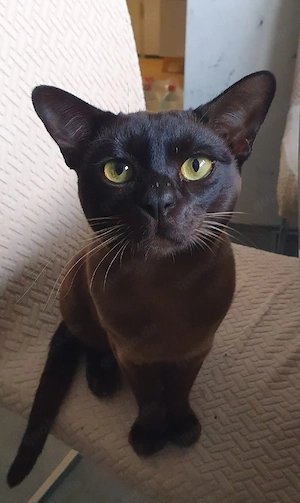 Burma Kitten reinrassig   liebevoll aufgezogen, ab Juni abzugeben Bild 9